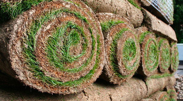 lawn installation